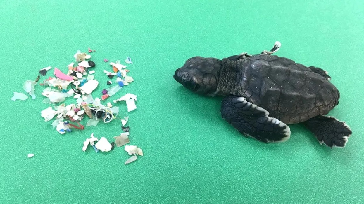 Nhựa tìm thấy ở rùa Thái Bình Dương
